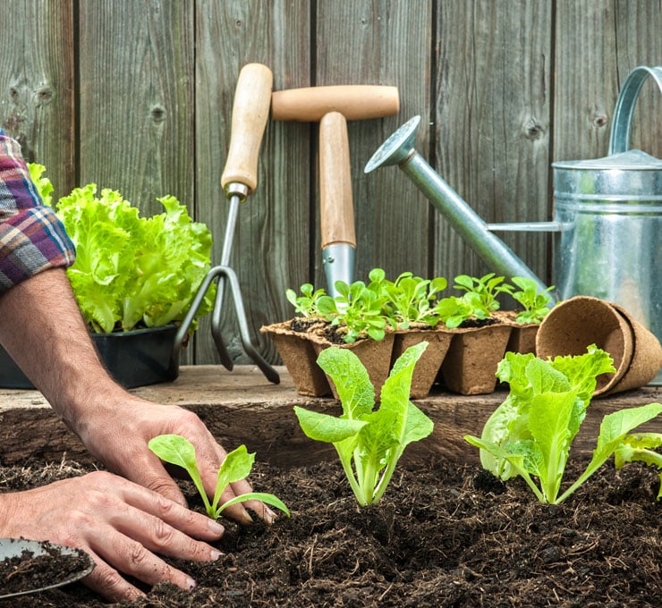 A person planting young green lettuce plants in soil, with gardening tools and potted seedlings in the background.