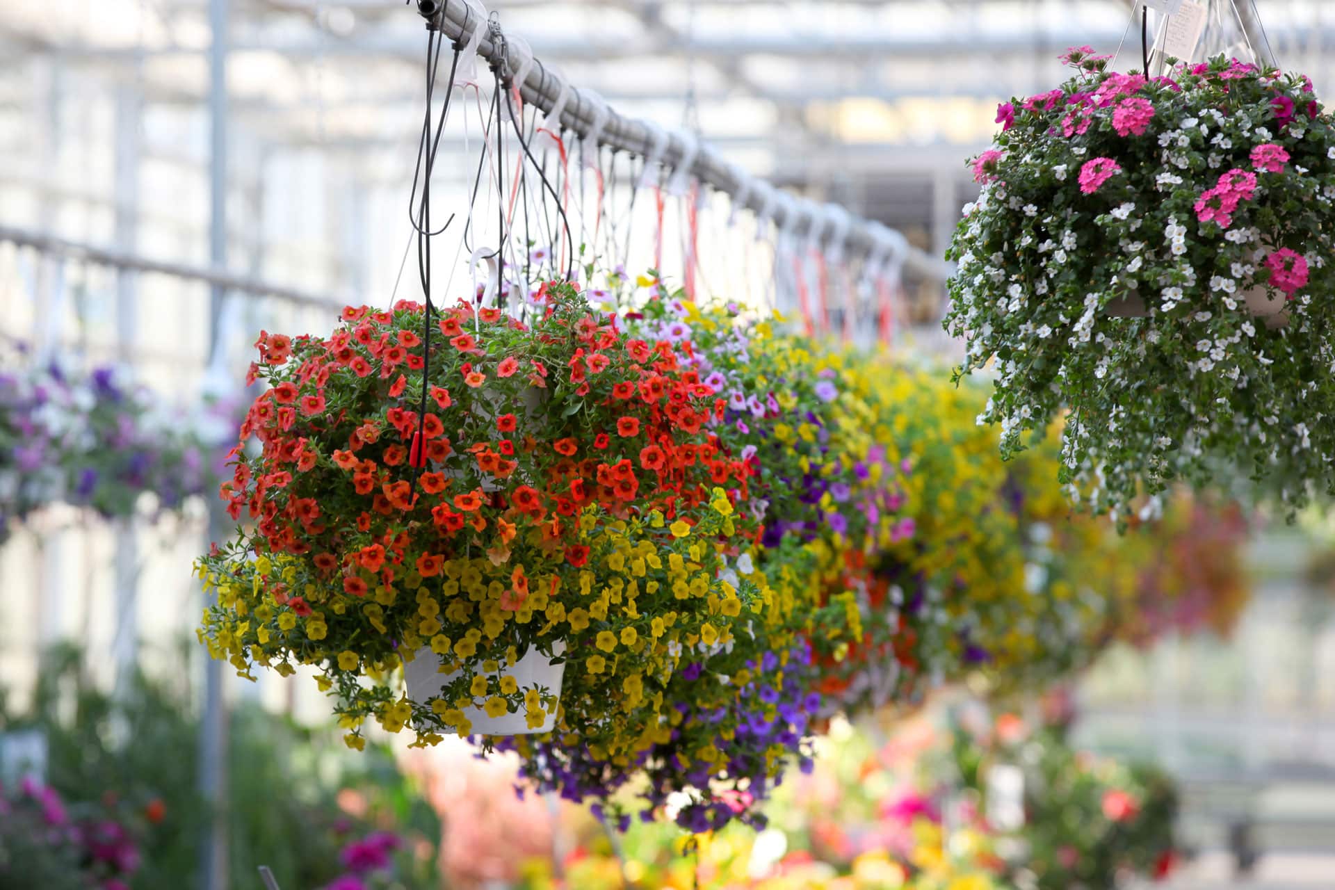 Nursery Cumberland, MD Ebyland LLC