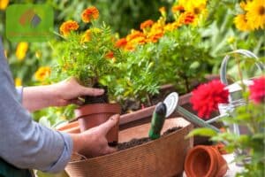 A person is planting a marigold in a pot while surrounded by other potted flowers and gardening tools.