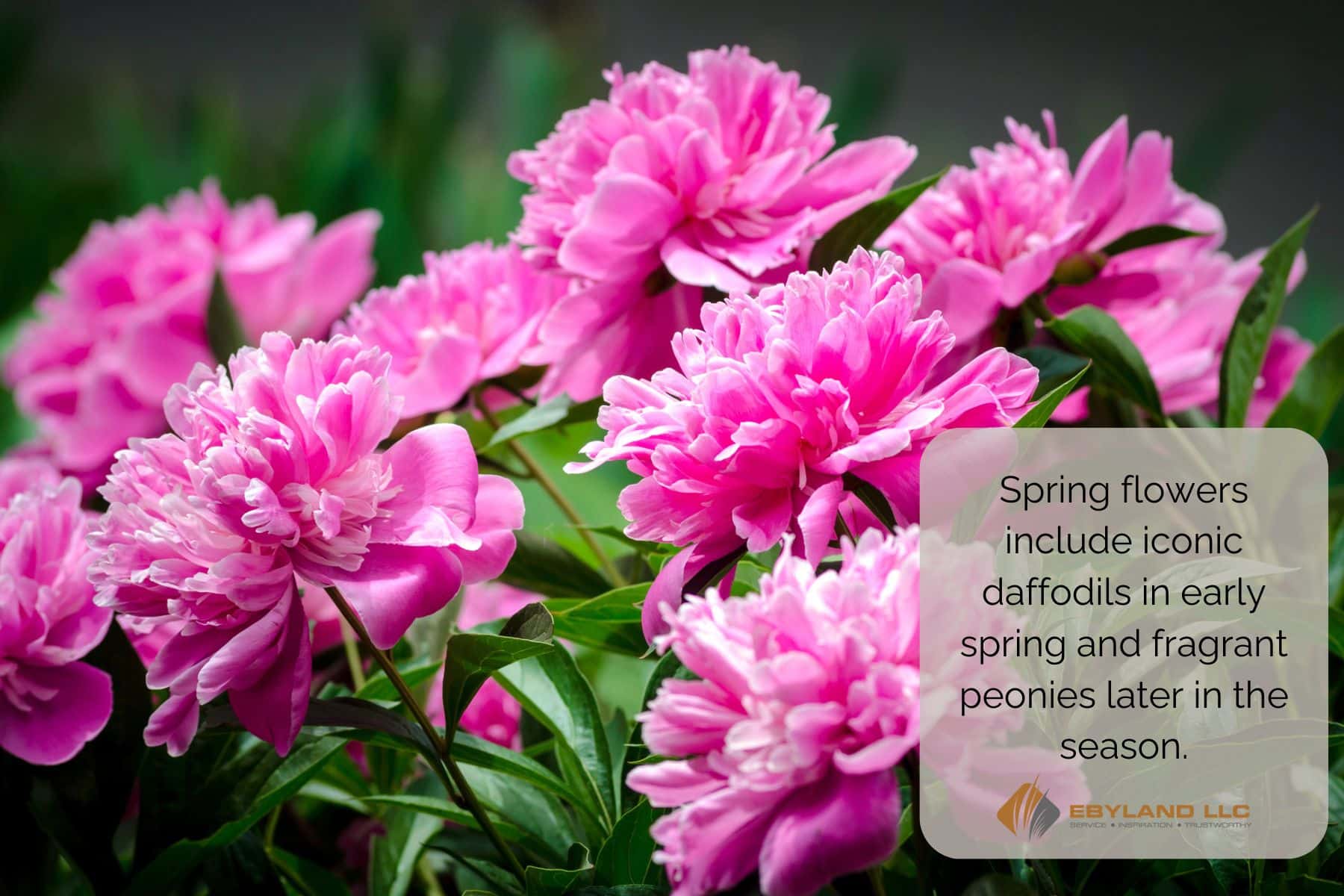 Close-up of vibrant pink peonies in full bloom. Text overlay reads: "Spring flowers include iconic daffodils in early spring and fragrant peonies later in the season." Beyland LLC.