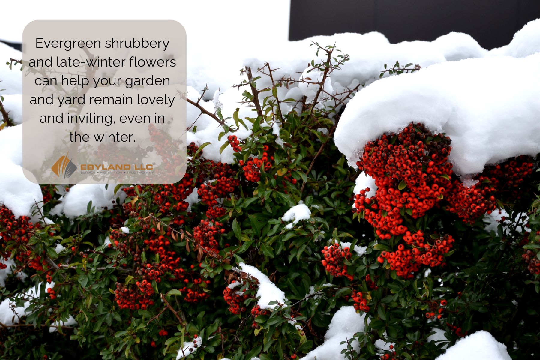 Bush with red berries coated with snow. Text overlay highlights the benefits of evergreen shrubs and late-winter flowers for garden aesthetics during winter.