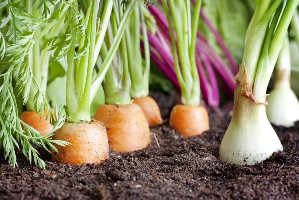 Understanding Dirt and Soil: Key Components, Types, and How to Improve It 1