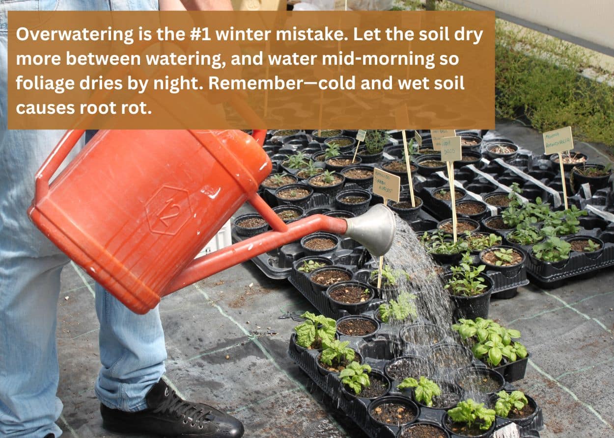 Watering young plants inside greenhouse seed trays.