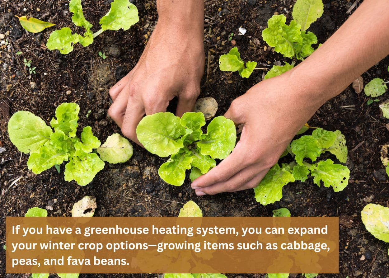 Hands harvesting leafy greens growing in garden soil.