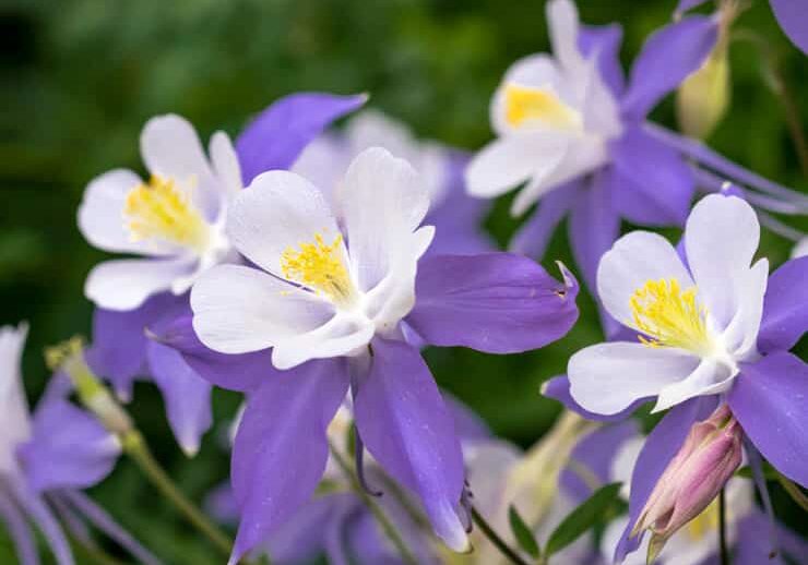 Close-up of vibrant purple and white columbine flowers with yellow centers, set against a blurred green background in a plant nursery greenhouse.